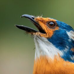 Le chant des cigales est-il vraiment musical ? Ce que dit la science