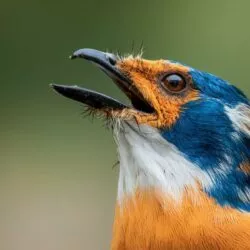 Le chant des cigales est-il vraiment musical ? Ce que dit la science