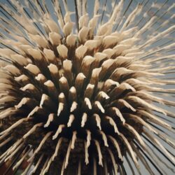 Mozart, Messiaen, Daft Punk : ils ont tous été inspirés par le chant des oiseaux !